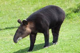 Perú. Serie fauna amenazada peruana (2017-19) Tapir