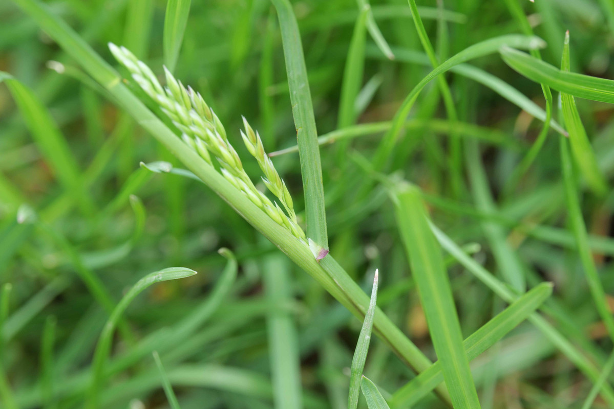 KBG with longer Ligule