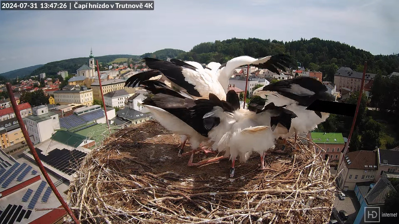 Živě z čapího hnízda na pivovarském komíně v Trutnově 14-24-46 screenshot