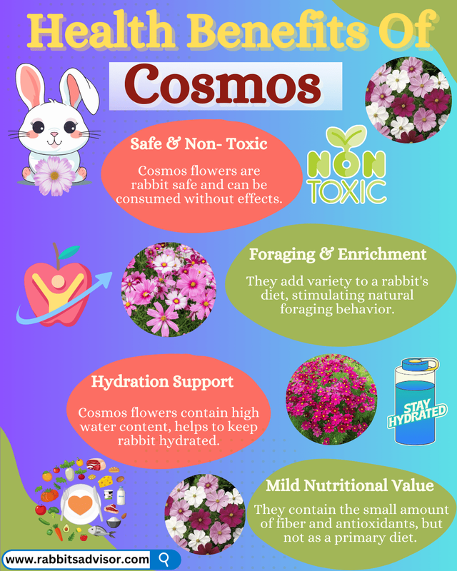 Can Rabbits Eat Cosmos
