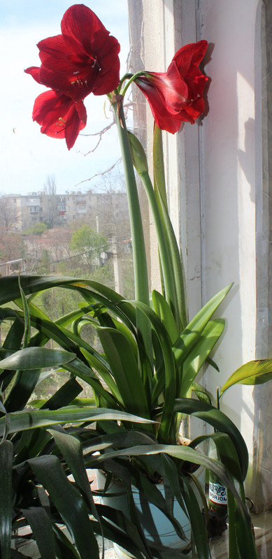 Гипераструм