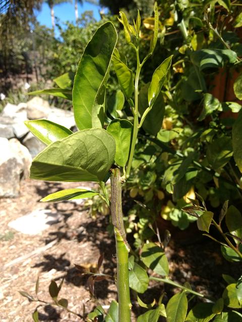 IMG_20180304_112651953