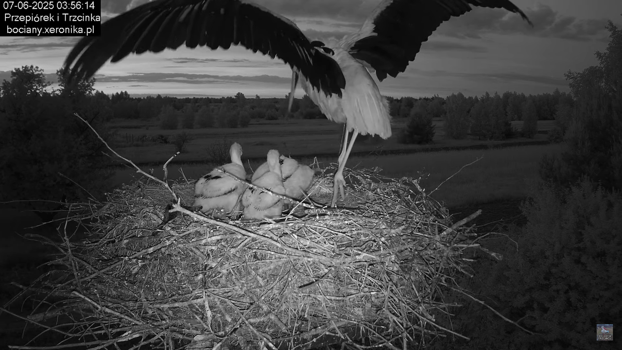07062025bociany1