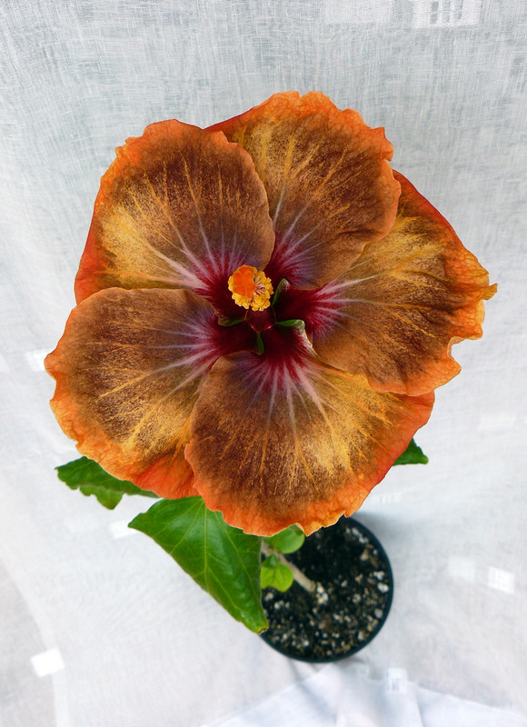 Petar's Caramel 22.3.2023
