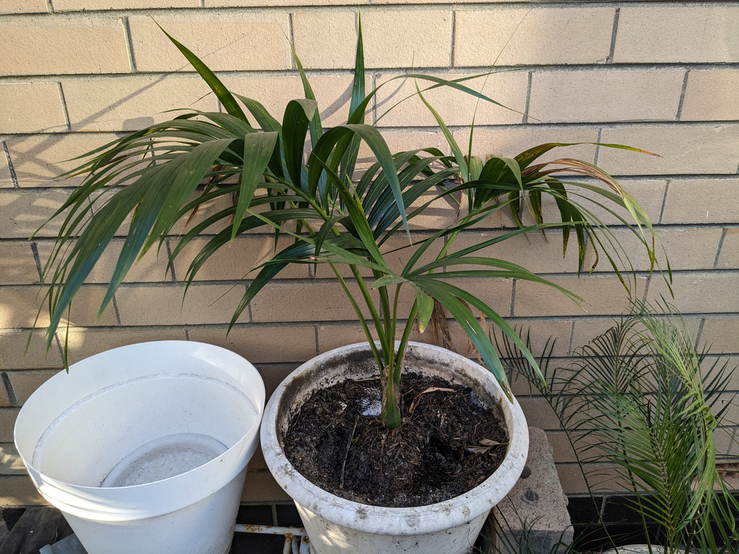 PXL_20241231_102012337