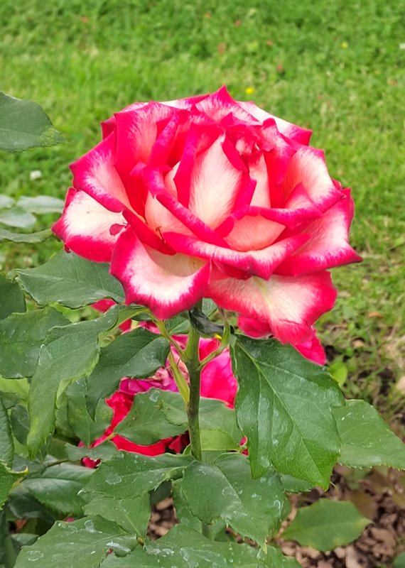 https://i.postimg.cc/Z5PwGfp0/44-IMG-20250626-134340.jpg
