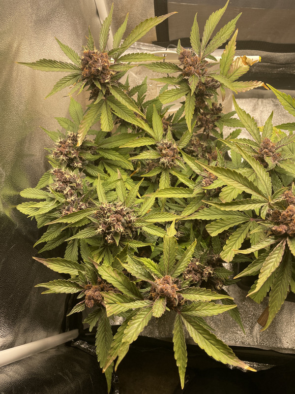 71385C96-5E8F-42B3-9A68-EFC0C5AB737D