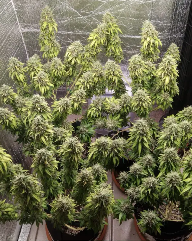 MarijGro Fertilizer Products