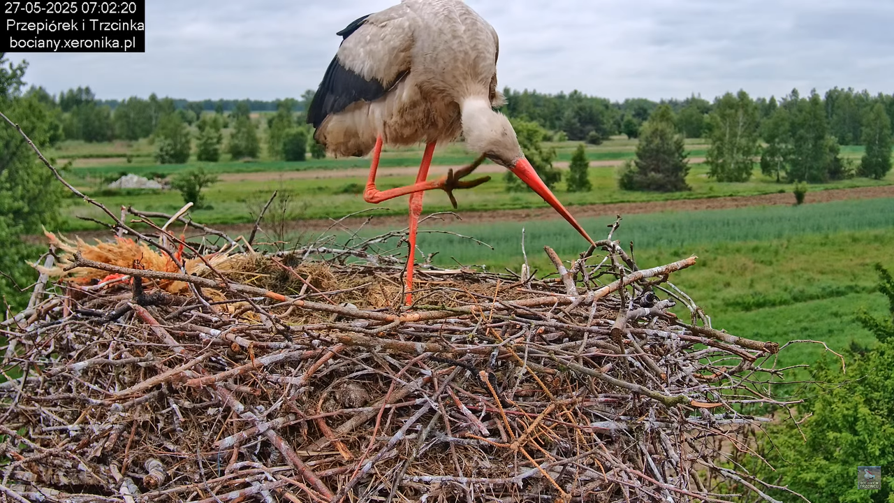 27052025bociany19