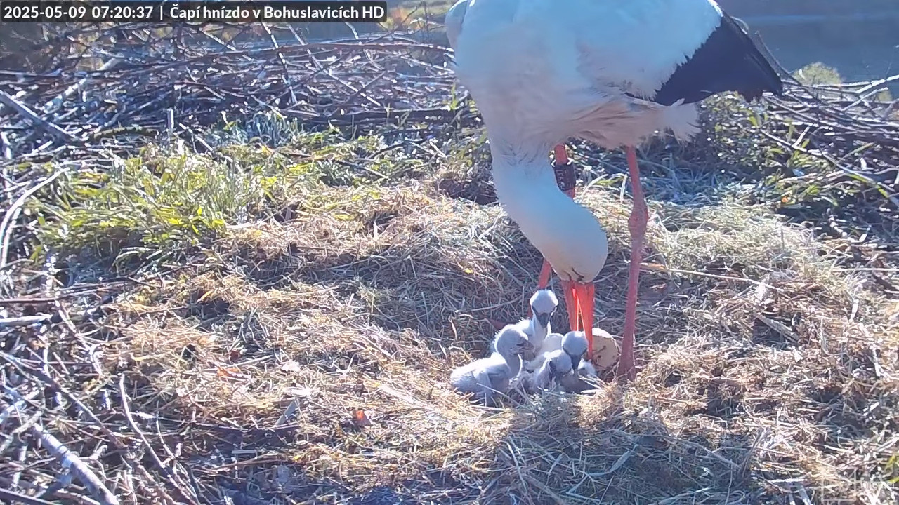 Tiešraide no stārķu skursteņa Bohuslavicē netālu no Trutnovas HD kvalitātē 9-55-31 screenshot (1)