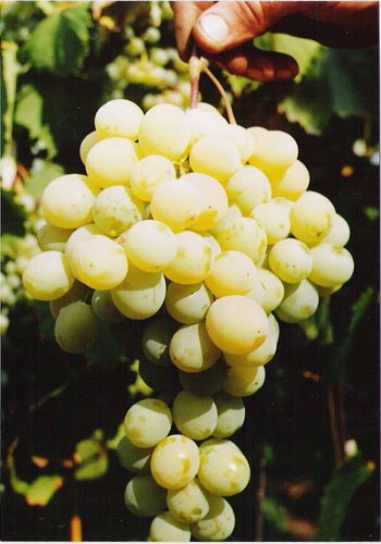 Описание вкусовых качеств винограда Кеша 2