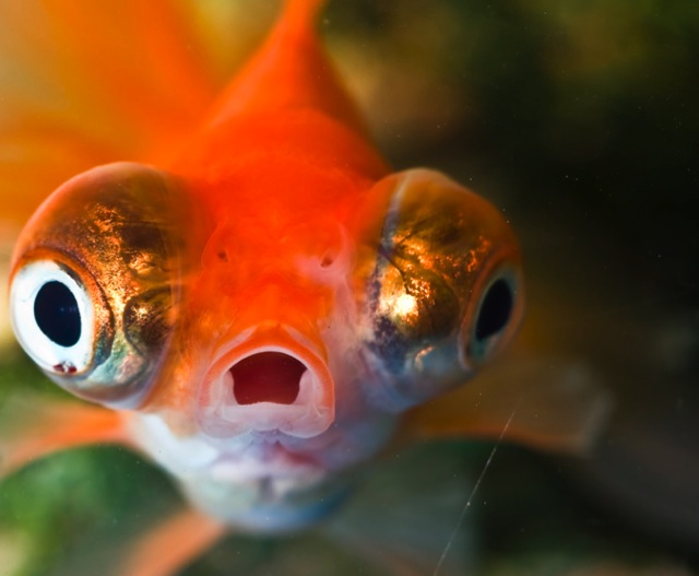 shockedfish