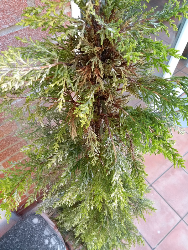 IMG_20190609_111512514 (1)