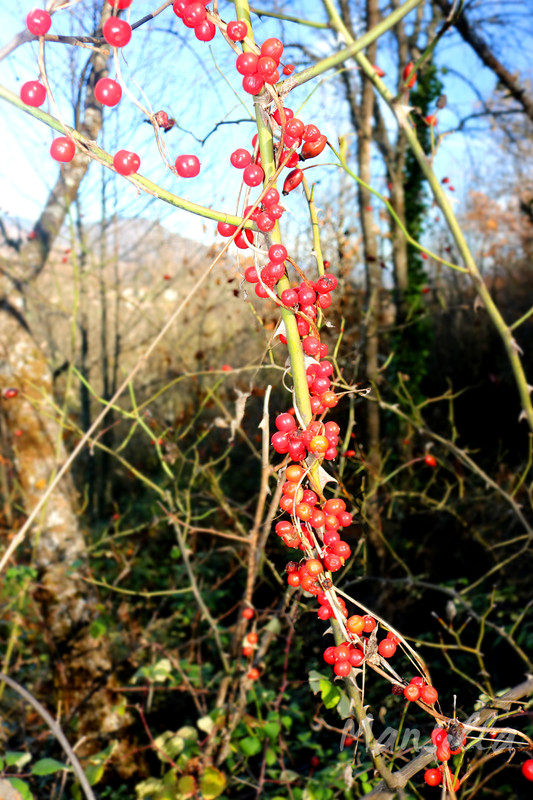 Castañar_RDPR_0281_03