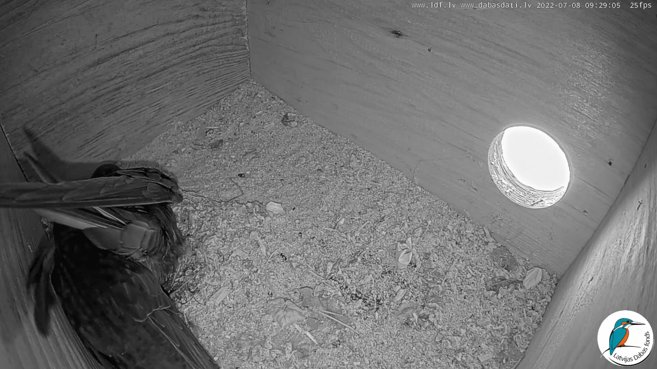 Svīre (Apus apus) Cēsu pils - LDF tiešraide _ Būris 10-49-15 screenshot