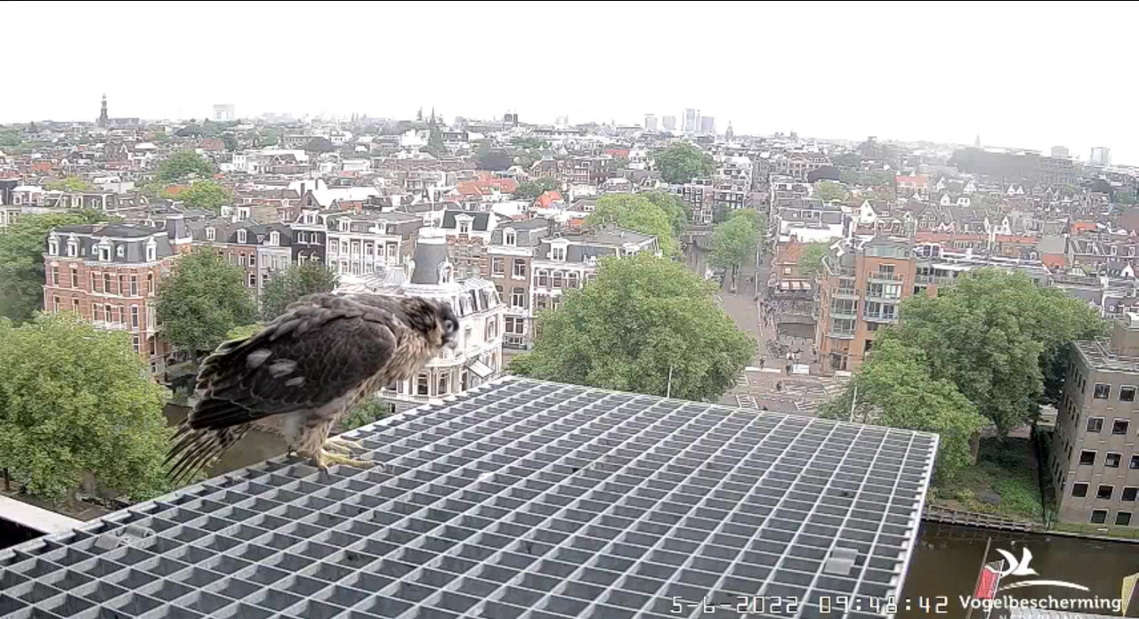 Amsterdam/Rijksmuseum screenshots © Beleef de Lente/Vogelbescherming Nederland - Pagina 18 Video-2022-06-05-095038-Moment