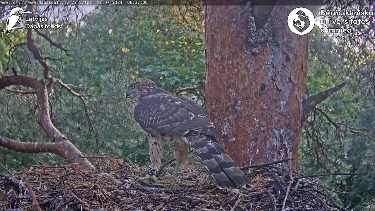Vistu vanags (Accipiter gentilis) BKUS teritorijā – 2. ligzda 11-34-11 screenshot