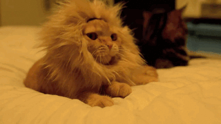 gato-el-rey-de-la-selva.gif
