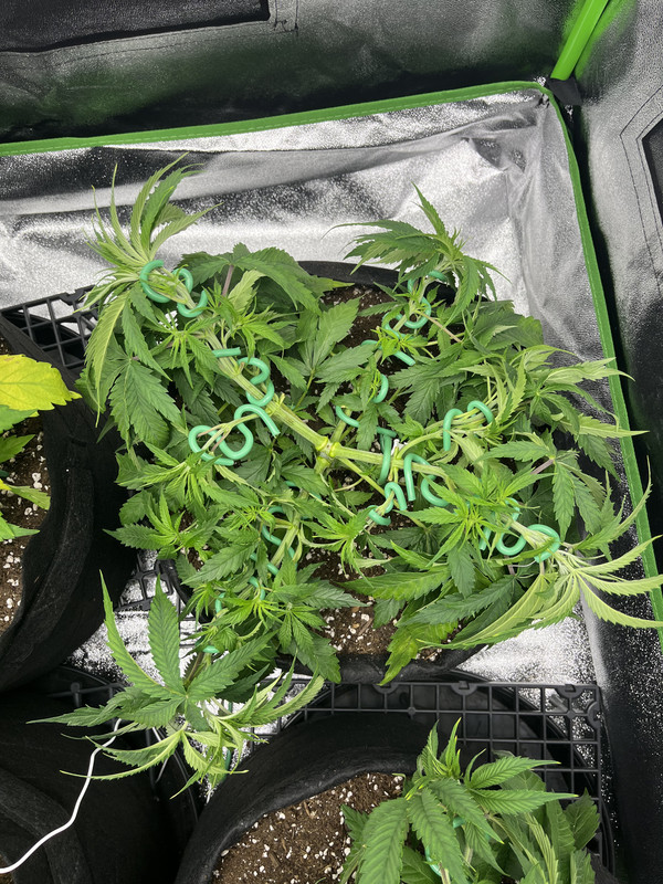 IMG 1138