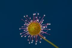 Drosera7
