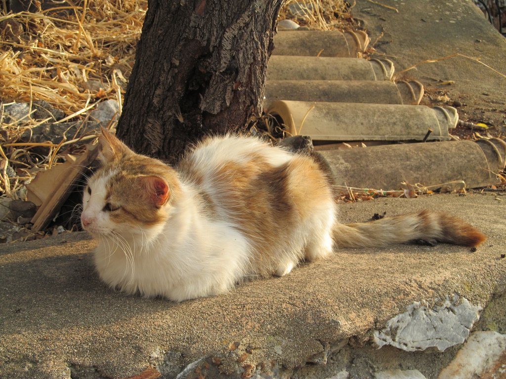 Slika