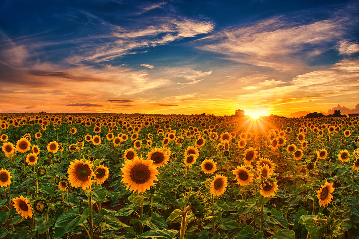 4k-sky-sunflower-field-golden-hour-abyht6gqdxx6waau
