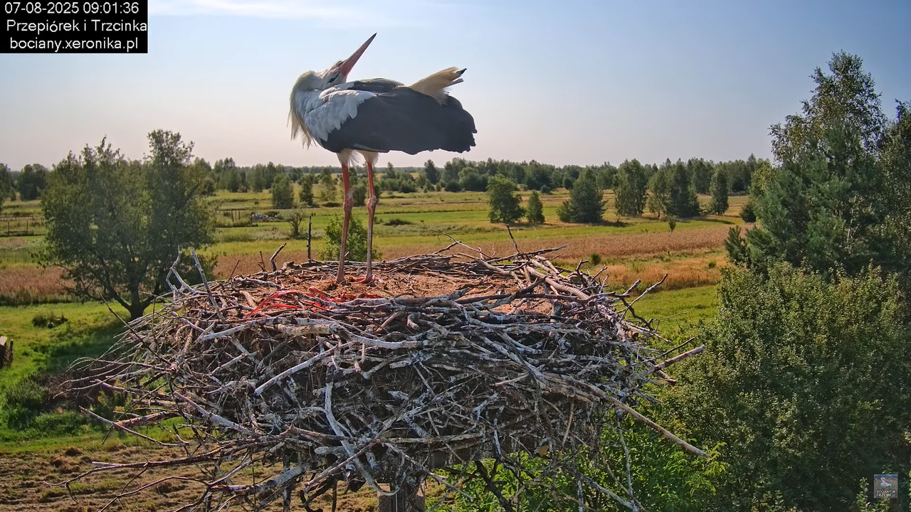 07082025bociany10