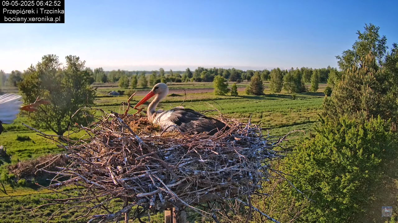 09052025bociany12