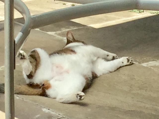 FCBDFCD2-CF91-4A8F-8E4D-23425B9B2F41