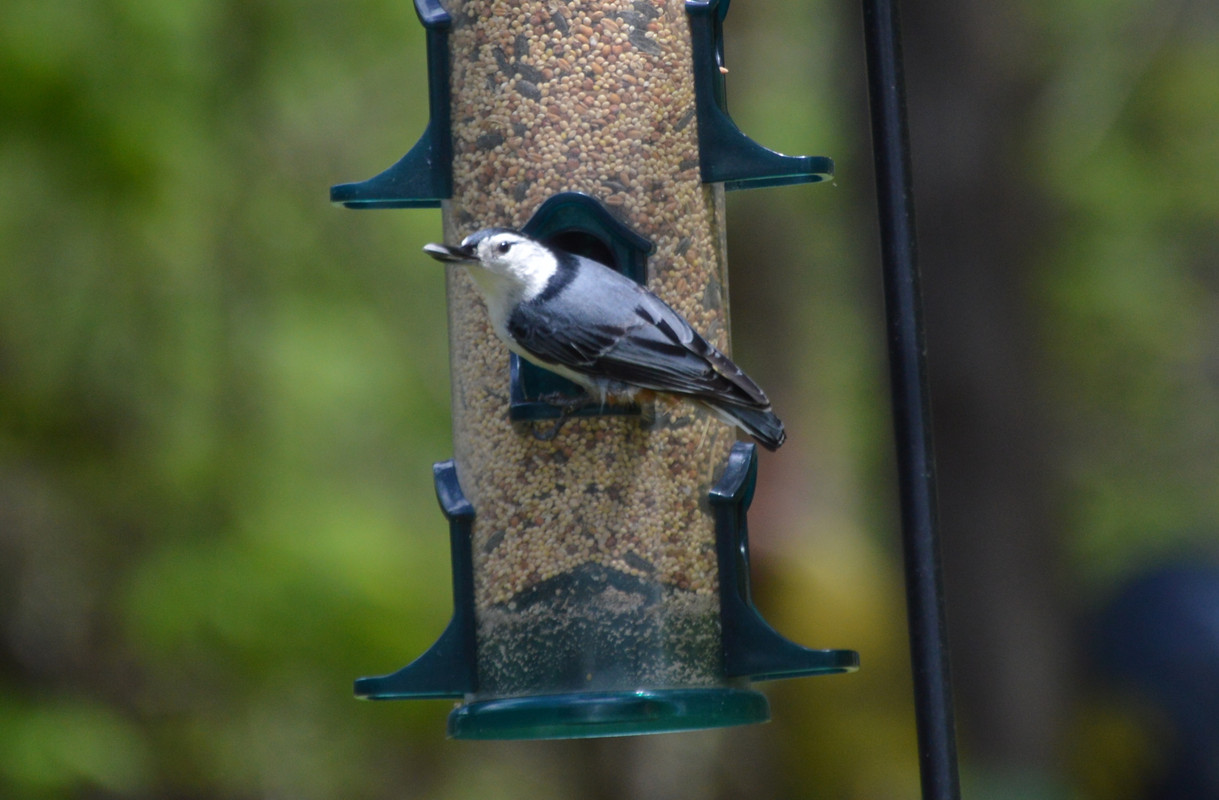 2021-5-6 Nuthatch (3)