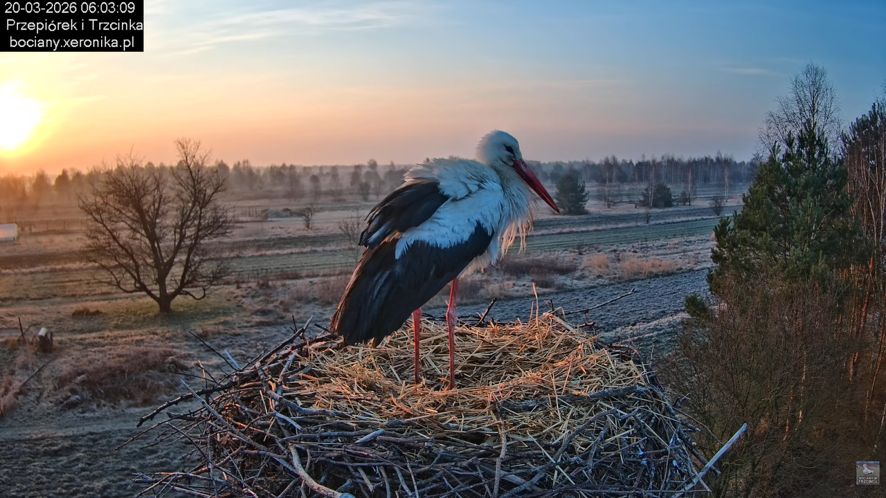 20032026bociany 13