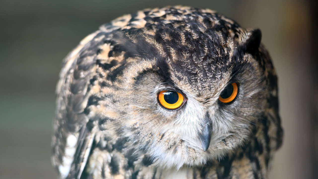 10.30 - 850_6400 HD (Konfiturek)