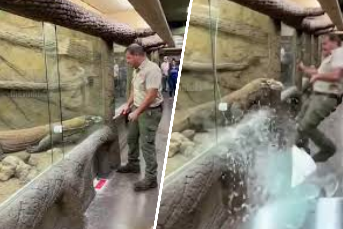 Komodo Dragon Breaks Out Of Enclosure And Attacks Zookeeper In Horrifying Video