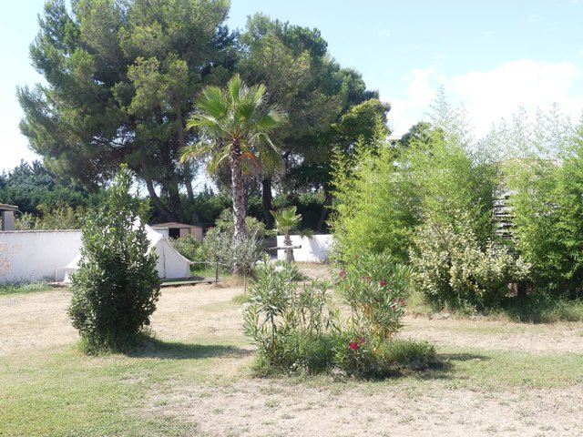 16 aout Marsillargues Carbu et Vachette (4)