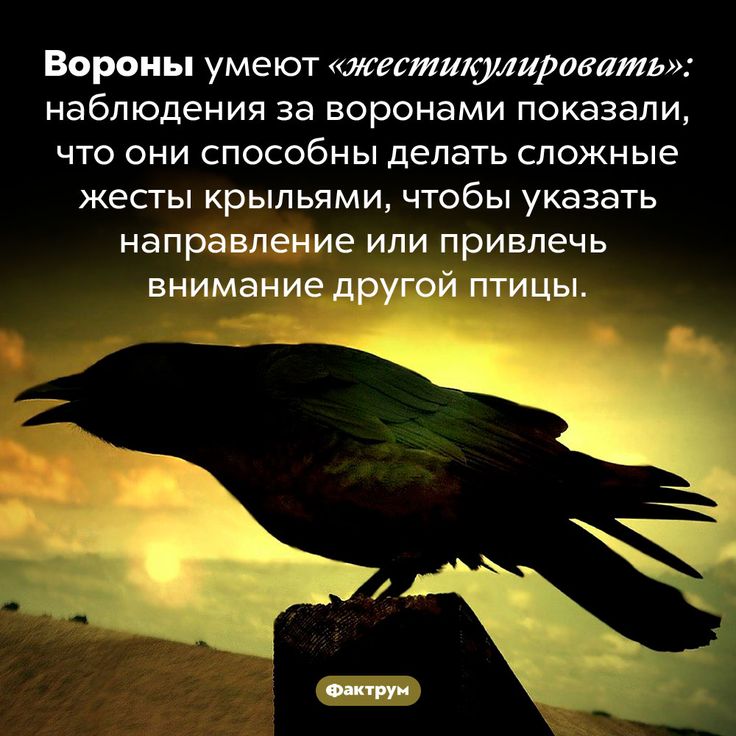 [Изображение: b6f87befa4bd7575cc05f23e326454ce.jpg]