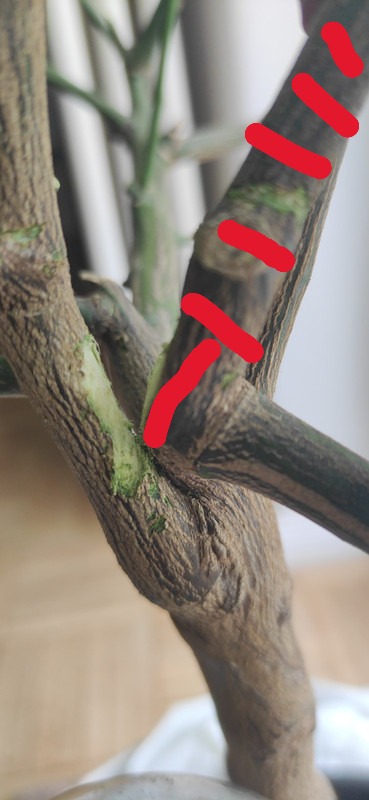 IMG-20250525-081134 (marked)