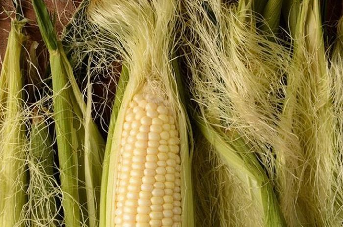lustrasi rambut jagung