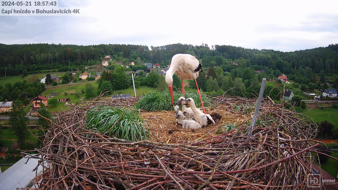 Živě z čapího komína firmy KARA v Bohuslavicích u Trutnova 9-58-48 screenshot