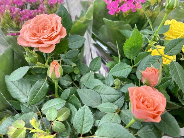 [Image: C034-A680-8239-42-F7-AA19-B4-EE8-E217-C9-A.jpg]