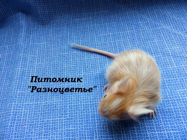 P2100103