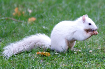 white-squirrel2.jpg