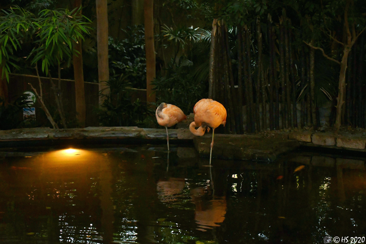 CenterParcs Port Zélande (37)