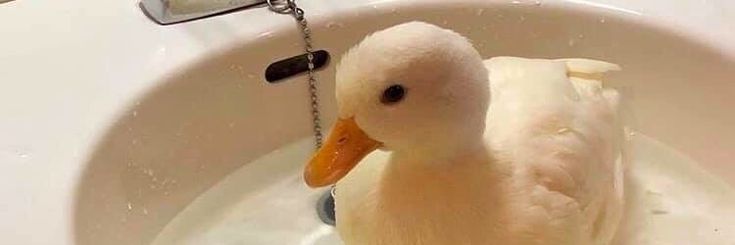 ducky