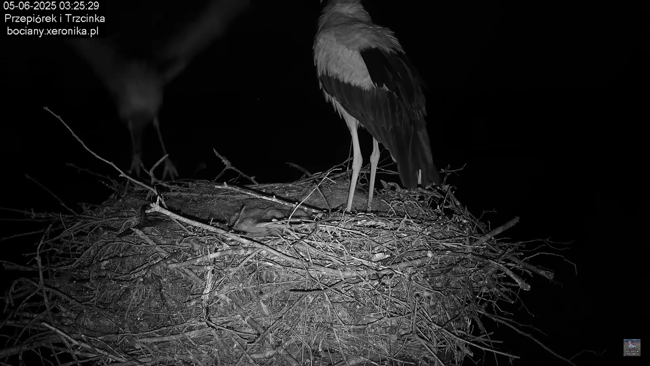 05062025bociany2
