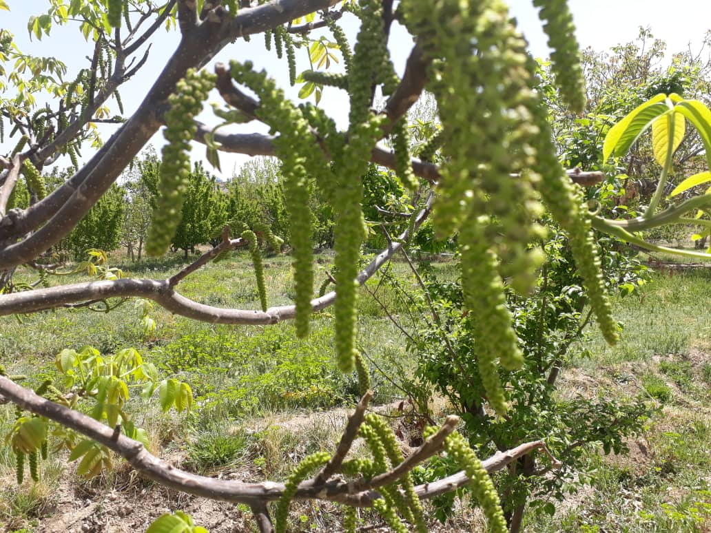 شکوفه درخت گردو (گربه جٓوز)