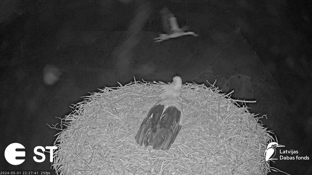 Baltie stārķi (Ciconia ciconia) Tukuma novadā - LDF tiešraide __ White storks in Tukums, Latvia 14-1