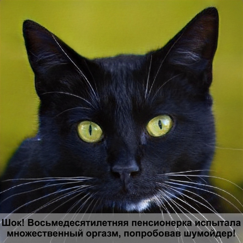 база родословных сибирских кошек