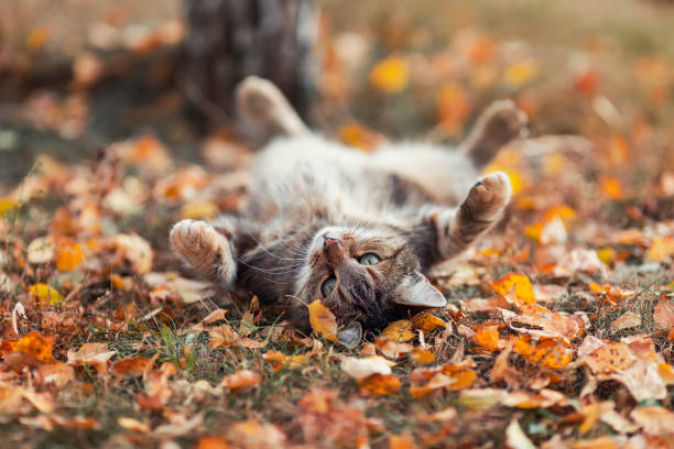 istockphoto-1280378750-612x612.jpg
