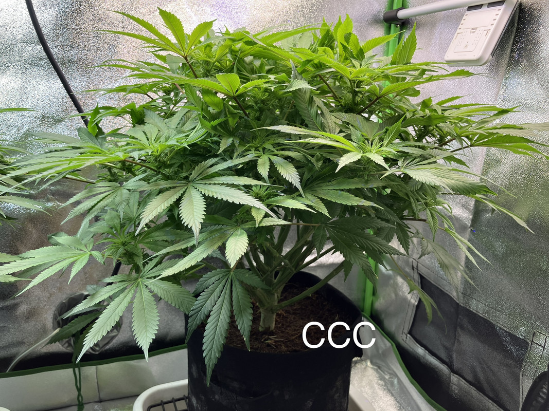 IMG_1599 (Mayo 20  2023)