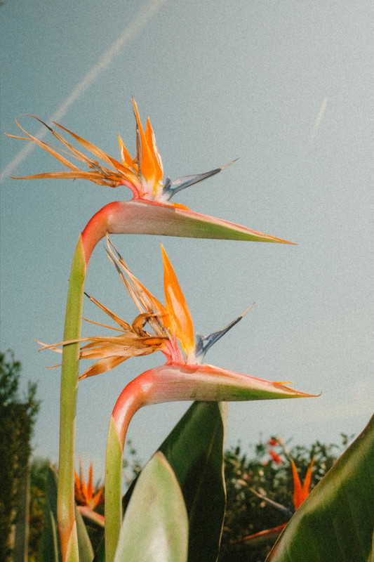 Daynote image